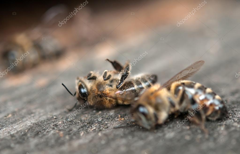 A dead bees Stock Photo by ©PetroP 104313420