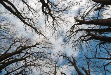 Treetop yakın çekim