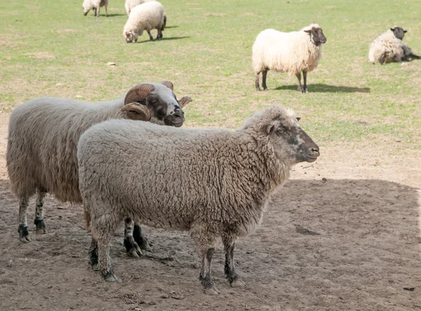 Koyunları çayırda — Stok fotoğraf