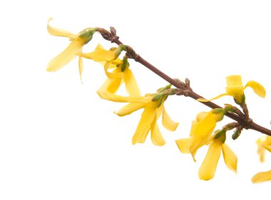 hor çiçeği çiçek