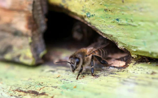 Abeja en la colmena —  Fotos de Stock