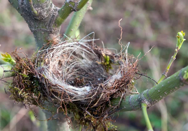 Um ninho de pássaros — Fotografia de Stock