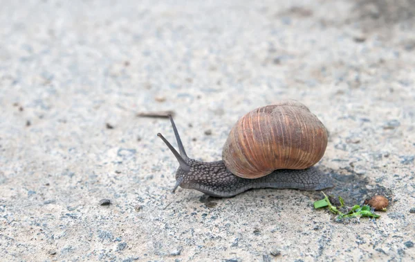 Un caracol de color burdeos — Foto de Stock