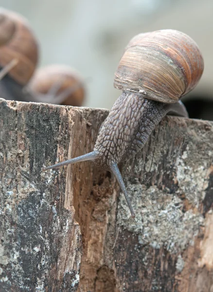 Snail on stump — Stock Photo, Image