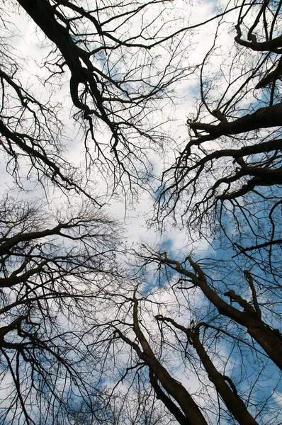 나무 꼭대기 가까이 — 스톡 사진