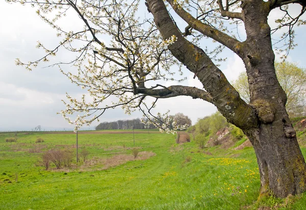 Uma árvore florescente — Fotografia de Stock