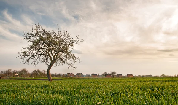 Un arbre de printemps — Photo