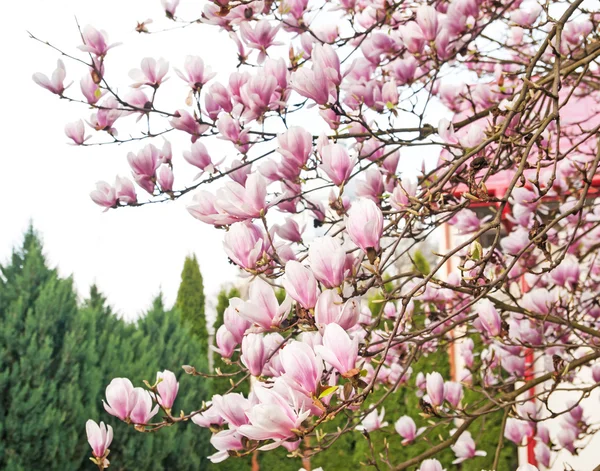 Un árbol de magnolia — Foto de Stock