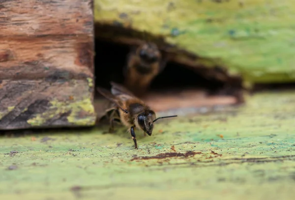 Bee i bikupa — Stockfoto