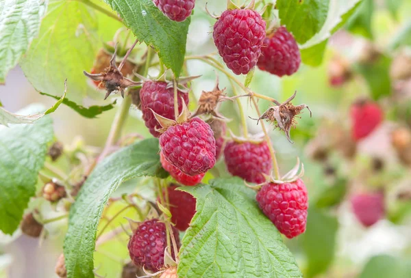 成熟的莓 — 图库照片