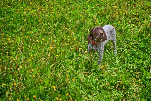 Vorsteh — Stockfoto