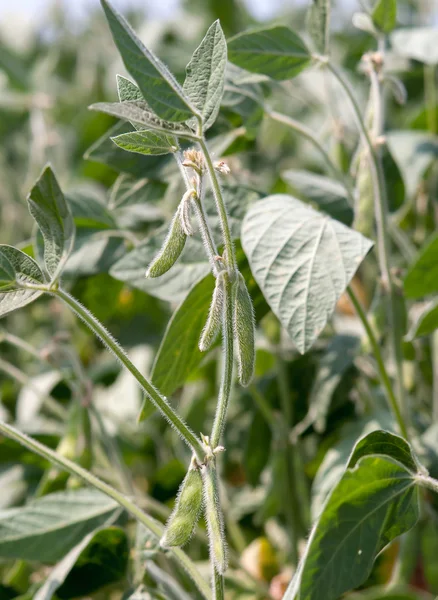 Planta de soja — Fotografia de Stock