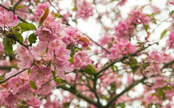 Flowers on apple — Stock Photo, Image