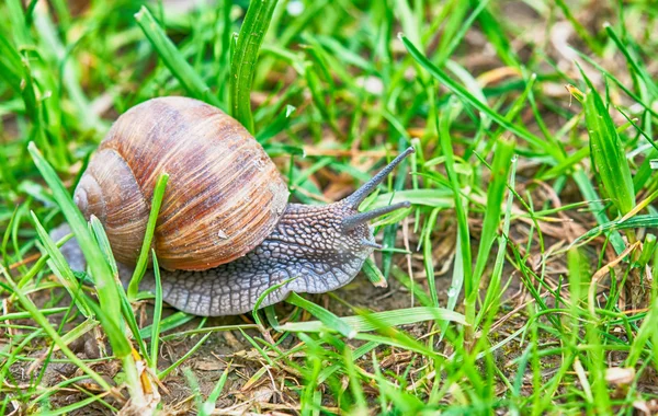 Snigel i trädgården — Stockfoto