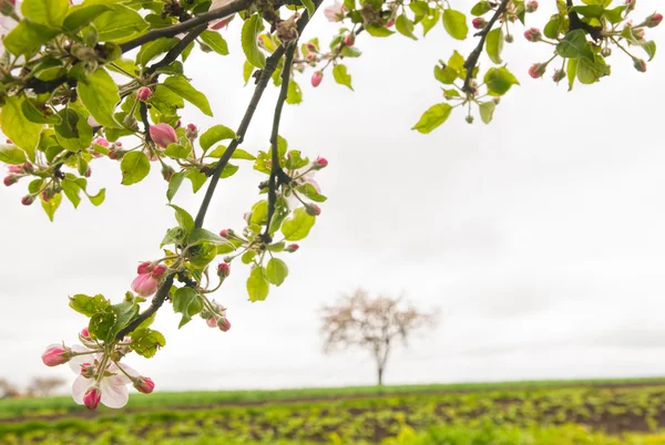 A spring background — Stock Photo, Image