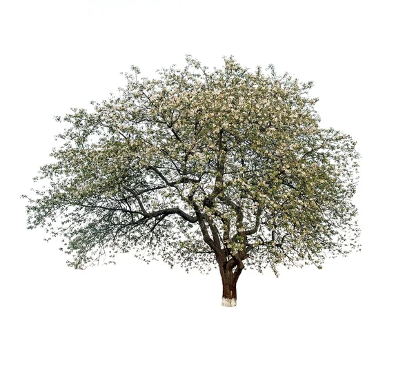 Een appelboom — Stockfoto