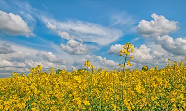 Un seme di colza fiorito — Foto Stock