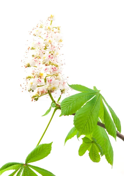 Kastanienbaumblüte — Stockfoto