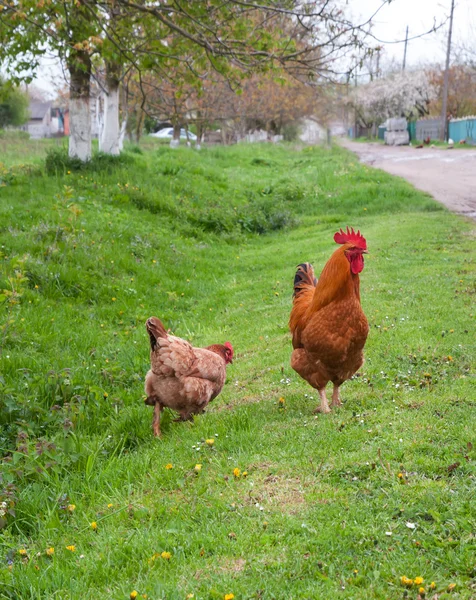 Cock with hen — Stock Photo, Image