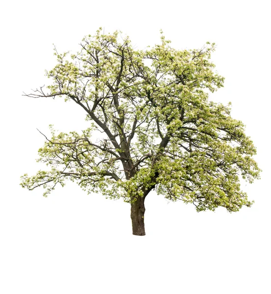 Bloeiende perenboom — Stockfoto