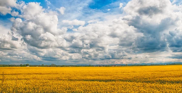 Un seme di colza fiorito — Foto Stock