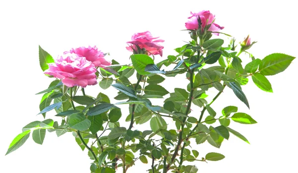 Pink mini rose — Stock Photo, Image