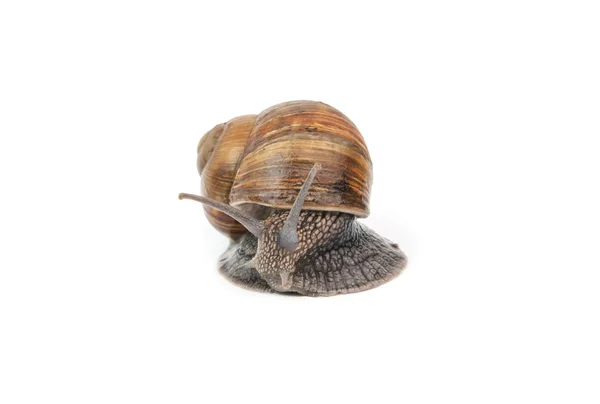 A snail isolated — Stock Photo, Image