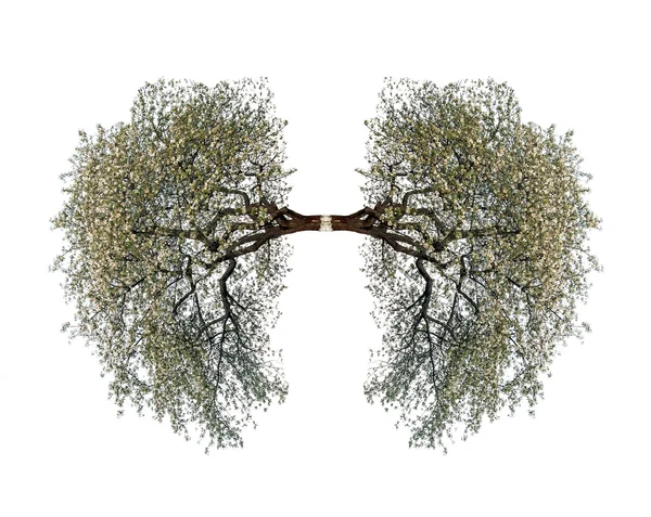 Polmoni di un albero — Foto Stock