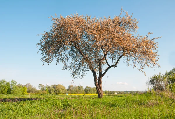 Uma árvore de primavera — Fotografia de Stock