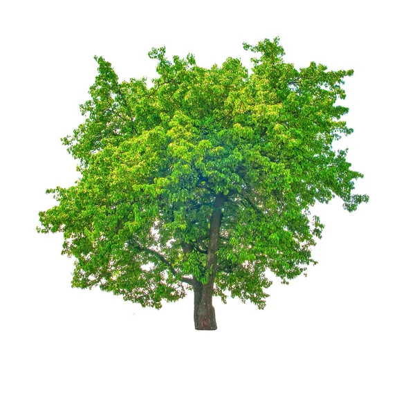 Drzewo liściaste — Zdjęcie stockowe