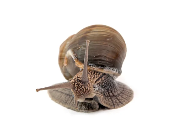 Um caracol isolado — Fotografia de Stock