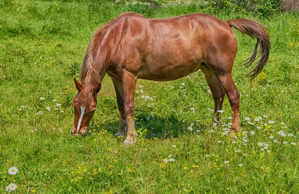 Häst och fält — Stockfoto