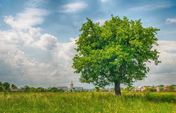 A spring meadow — Stock Photo, Image