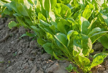 bir kuzukulağı bırakır