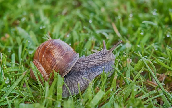 Caracol na grama — Fotografia de Stock