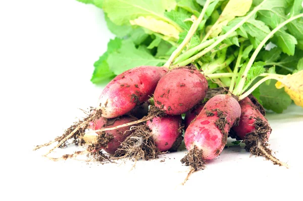 A fresh radishes — Stock Photo, Image