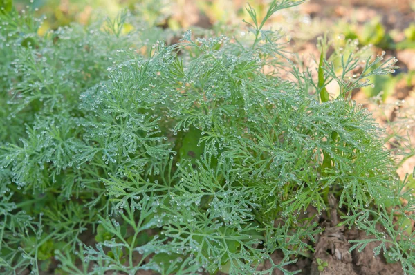 Grüner Dill wächst — Stockfoto