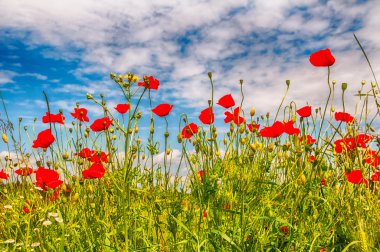 bir çiçek haşhaş