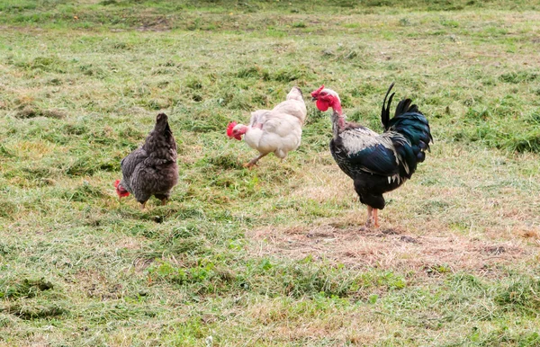 Coq avec poule — Photo