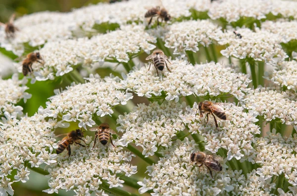 Včely zblízka — Stock fotografie