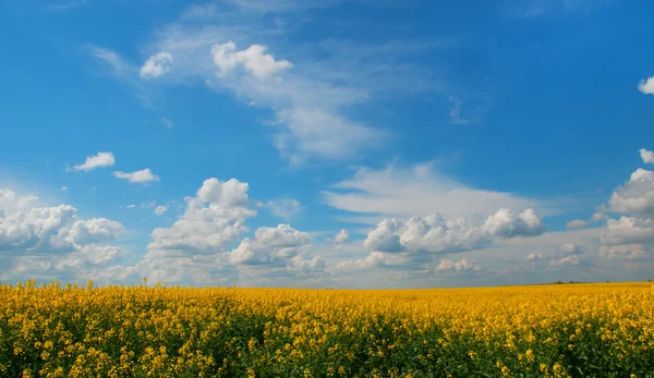 Un seme di colza fiorito — Foto Stock