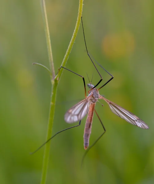 Un mosquito nematocera — Foto de Stock