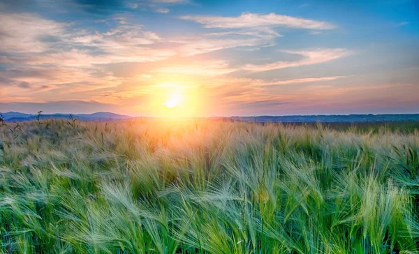 A rye field — Stock Photo, Image