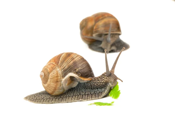 吃蜗牛 — 图库照片