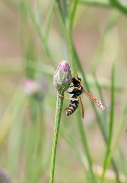 Wasp close up — Stockfoto