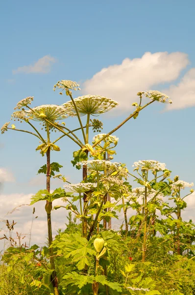 Eine Kuh Pastinaken — Stockfoto