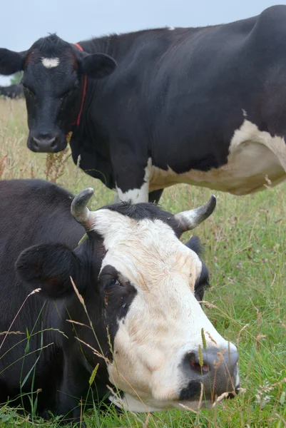 Um pastoreio de vacas — Fotografia de Stock