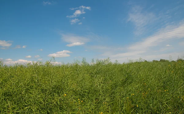 Ein Rapsfeld — Stockfoto