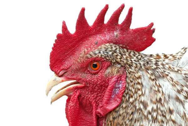 Un gallo di roccia — Foto Stock