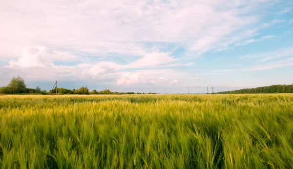 Een veld met rogge — Stockfoto